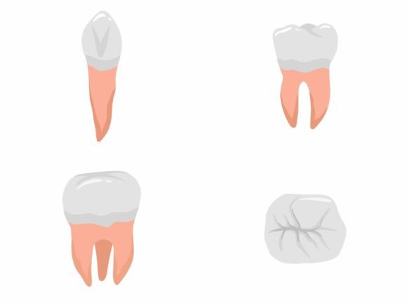 Human Tooth Anatomy Illustration